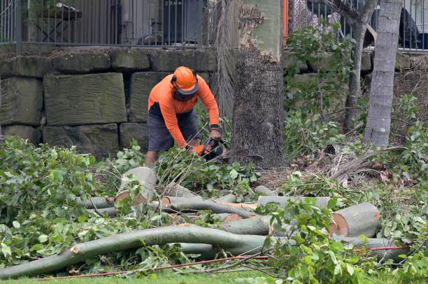 Best Tree Removal for Businesses  in USA